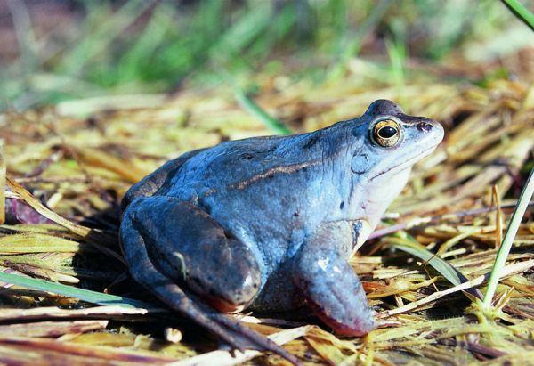 Herpetologicke-exkurze