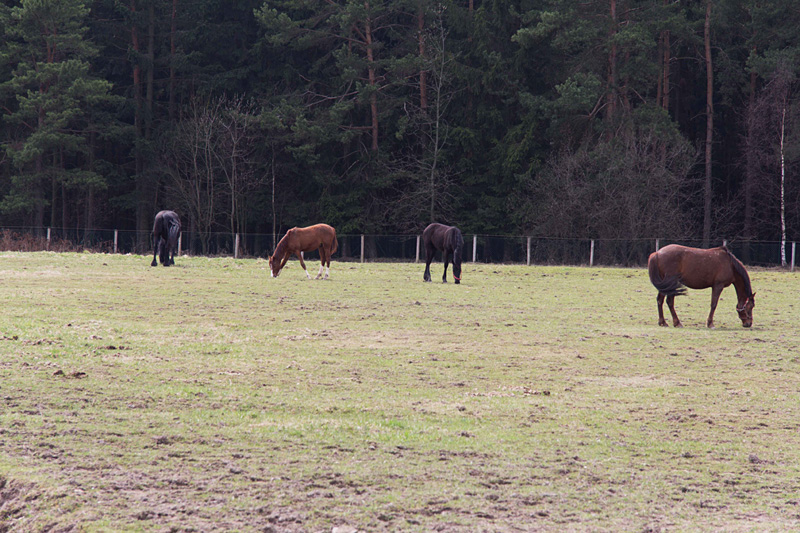 Koně na farmě